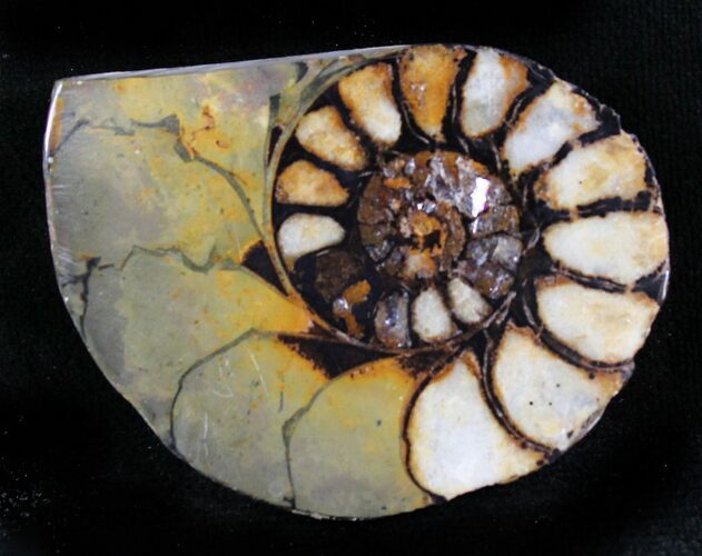 Iron Replaced Ammonite Fossil (Half) #26863